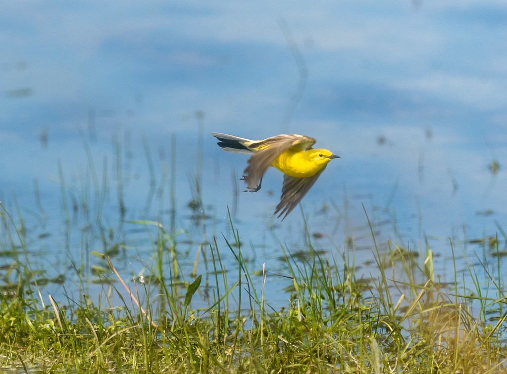 Yellow Wagtail flipping along the waters edge. E. Staffs.