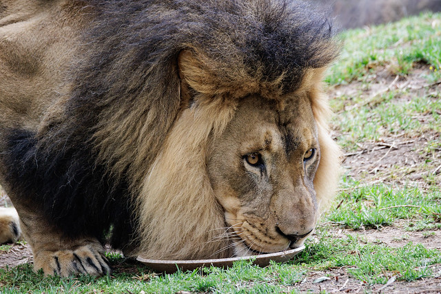 SD Zoo Safari Park  Male Lion  Lunch  5.24.23