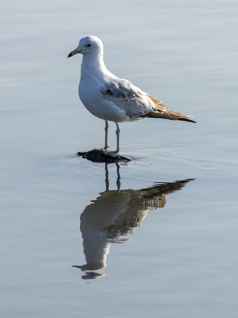 Ring-billed Gull and reflection