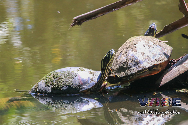 Florida Redbellied Turtles