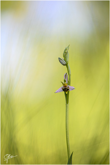 Ophrys apifera var aurita