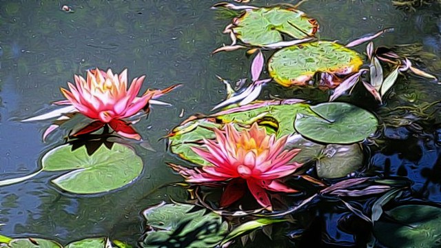 water lilies ...edit
