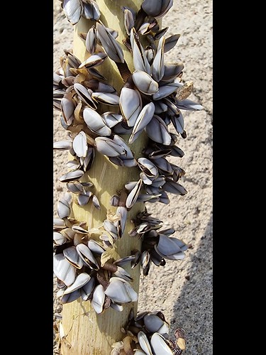 Goose barnacles on a bamboo cane