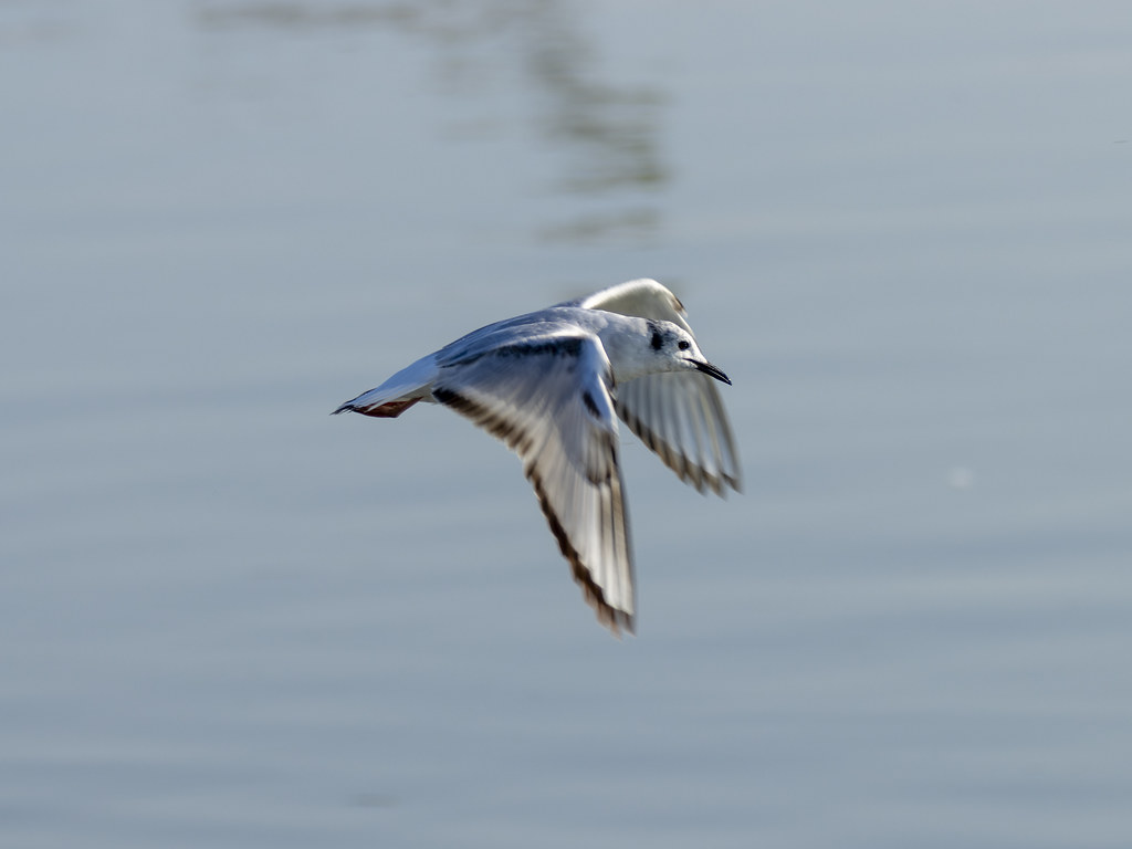 Flying Bonaparts Gull