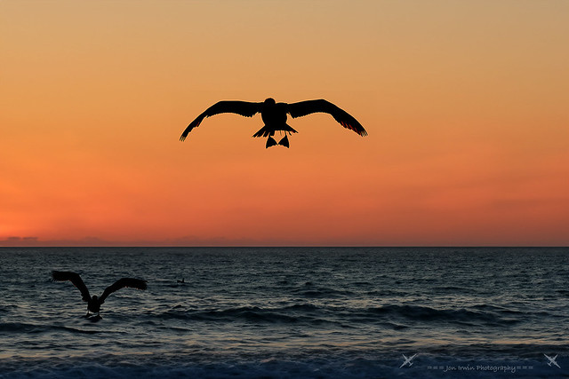 Cormorants @ Sunset