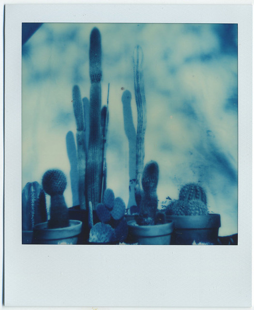 Cacti in Blue