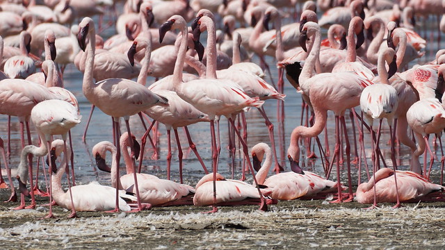 Flamingos - Lake Elmenteita - Kenya