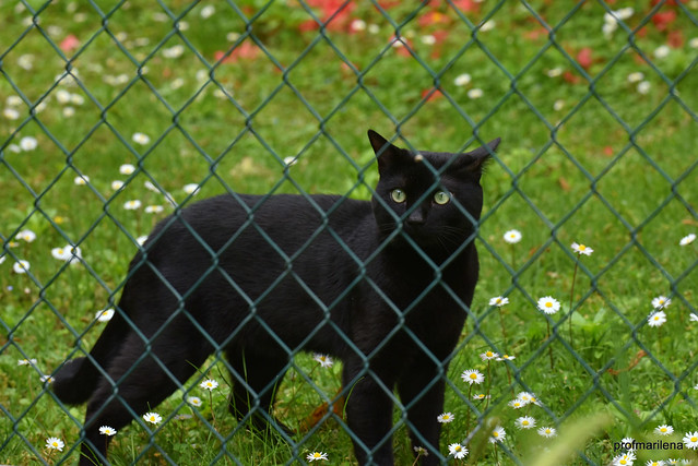 DSC_4004   unexperienced cat looking for love in the neighbour's garden