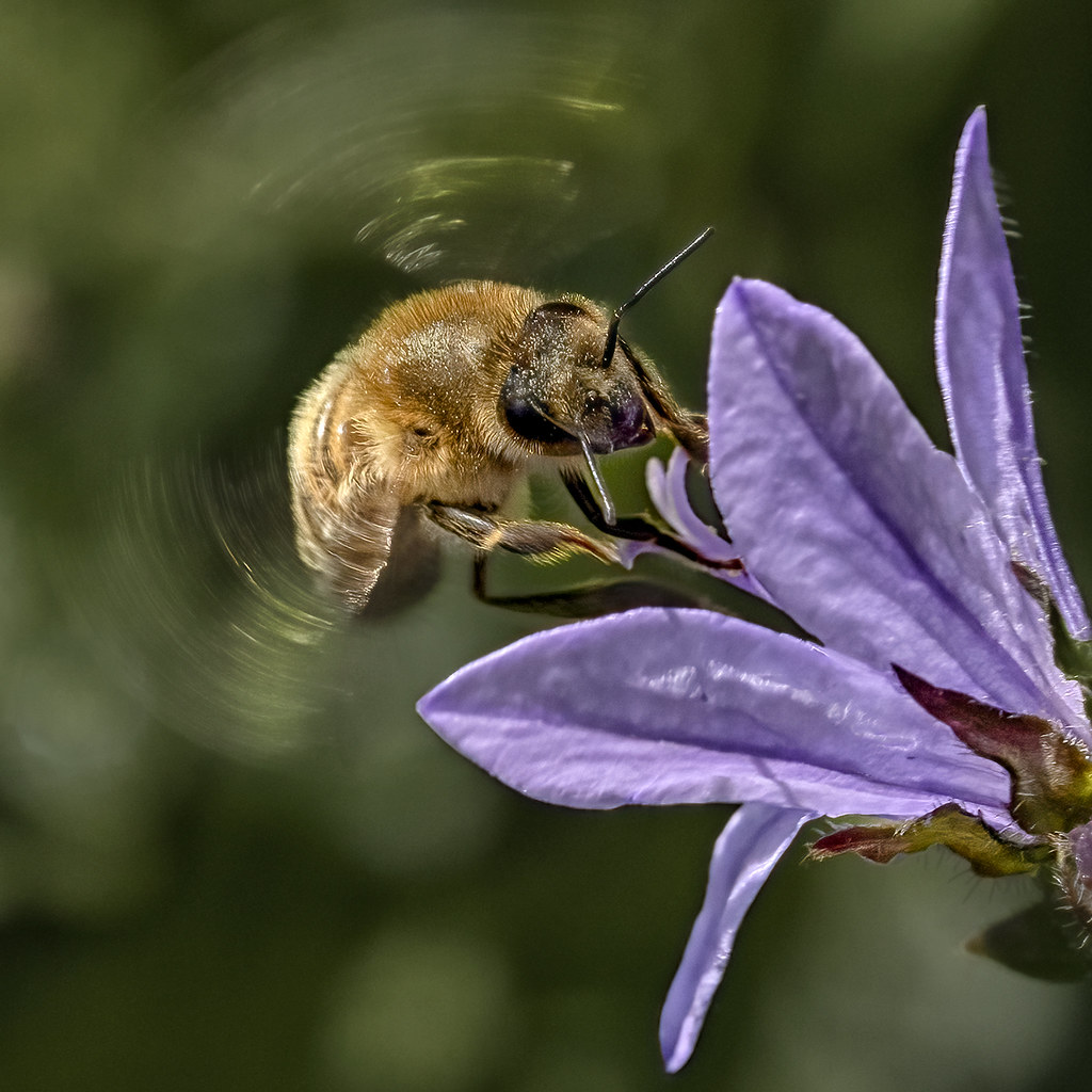 Hairy-footed Flower Bee (Male)