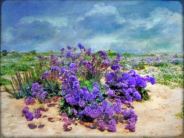 Spring in the dunes