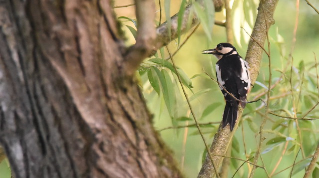 Female Great Spotted Woodpecker near River Loddon By Green Bridge