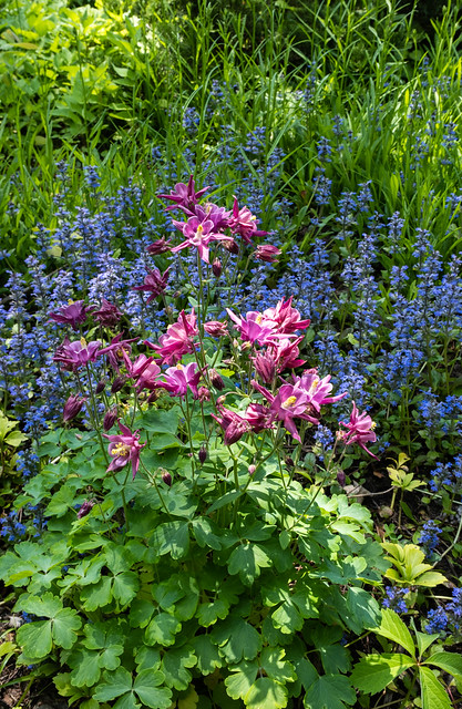 Aquilegia in front of a background of ajuga.