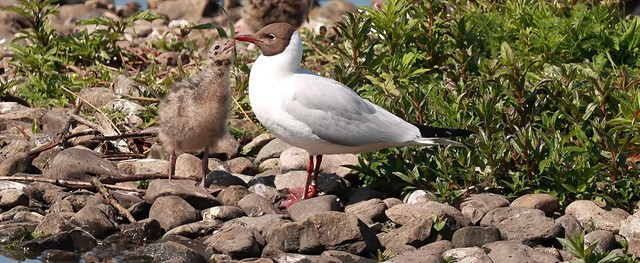 Black-headed Gull with chick