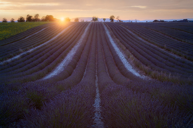 Lavender dreams in France