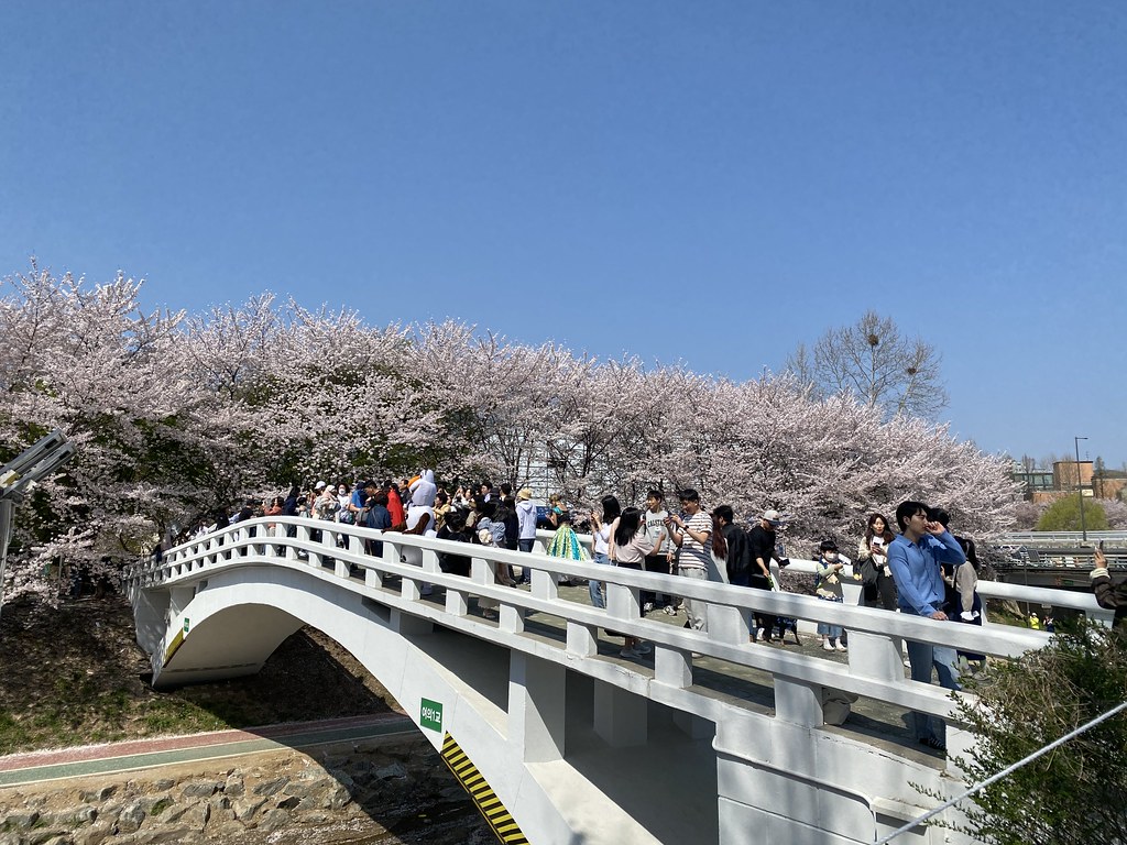 Sakura 202304