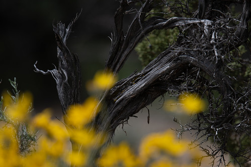 Juniper in yellow by byjcb, 20230524-JCB_2395 - Bowman Archery Range, WAS (NV)landscape