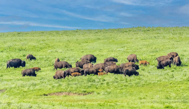 Bison herd.