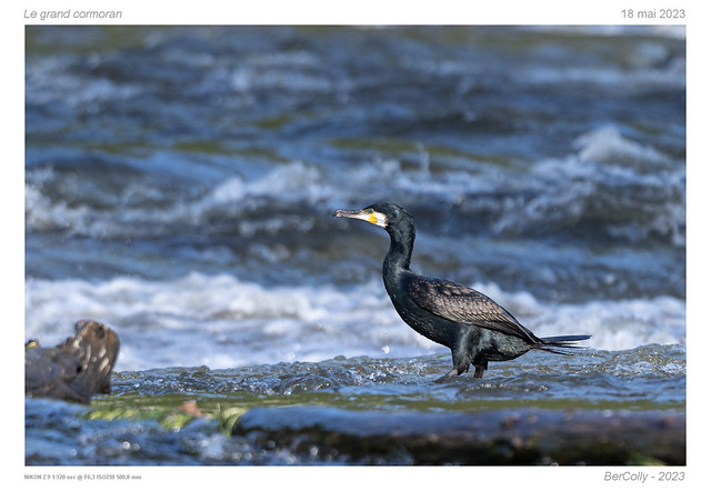 Le cormoran | great cormorant