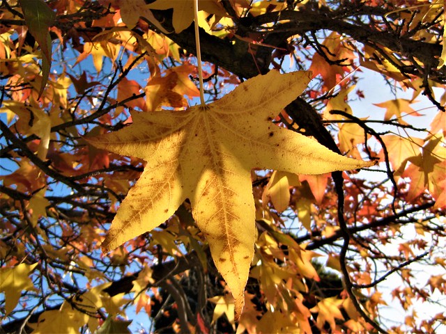 A Cascade of Golden Autumnal Stars