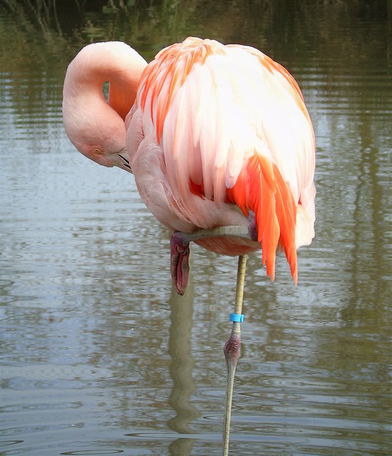 Chilean flamingo- Wingham Wildlife Park- UK