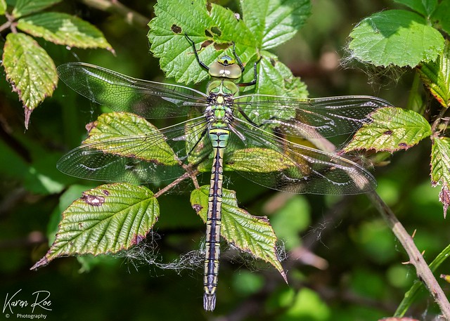 Emperor Dragonfly (Female)