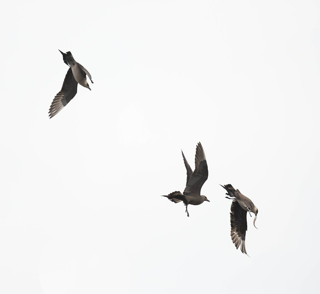 Arctic Skuas in Chase
