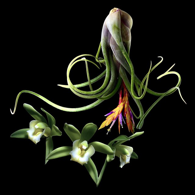 Tillandsia & Cymbidium Orchids