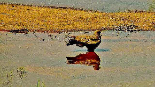 SÜDAFRIKA( South-Africa), Im Kruger-Nationalpark, Vogelreflection, 22115