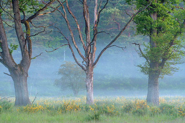 Trees in the Morning Mist