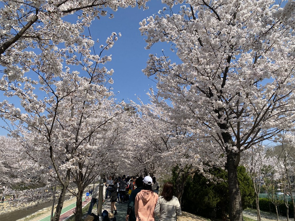 Sakura 202304