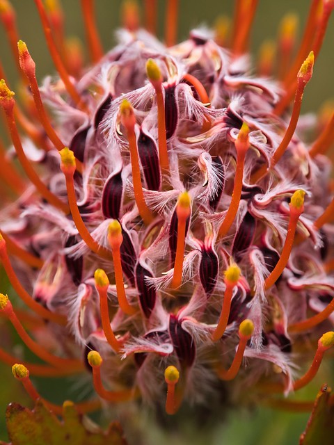 Pincushion flower @ UCSC Arboretum