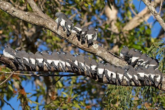 White-breasted Woodswallows 28-05-2023 Brisbane Australia