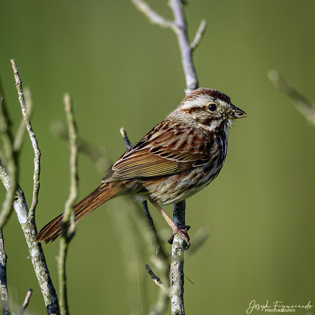 field sparrow