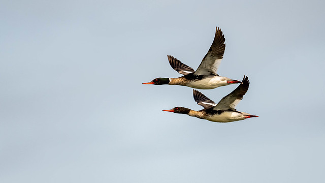 Red-breasted Mergansers, male