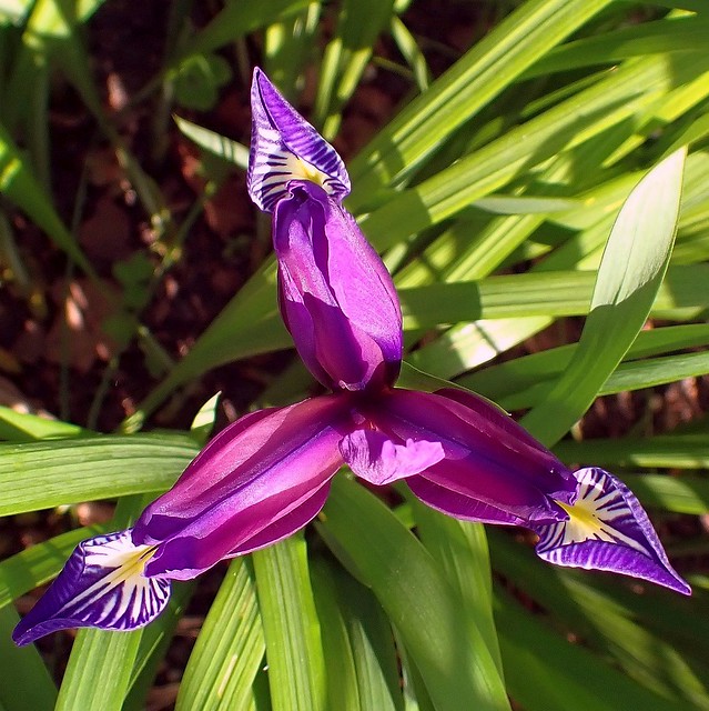 Telling Purple. Iris graminea, Grass-leaved Flag, Hortus Botanicus, Amsterdam, The Netherlands