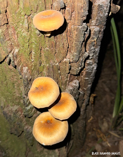 Omphalotus nidiformis Ghost Fungus