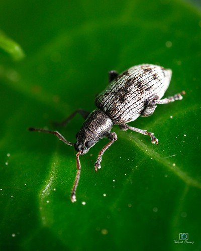 tiny creatures | by emurats444