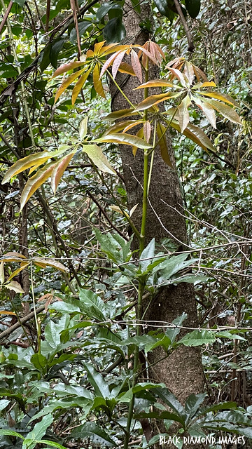 Argyrodendron actinophyllum subsp. actinophyllum - Black Booyong