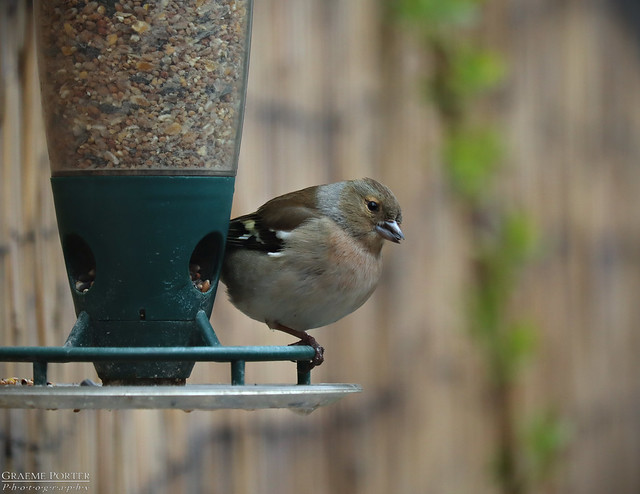 Common Chaffinch (Female) - IMG_1416 - Edited