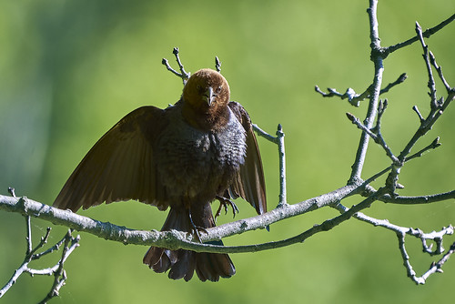 brownheadedcowbird pleasantvalleywildlifesanctuary massachusetts lenox molothrusater berkshires berkshirecounty