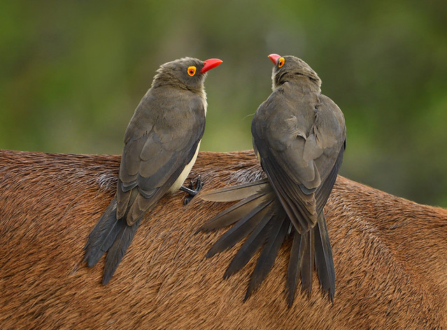 Red-billed oxpeckers on an Impala