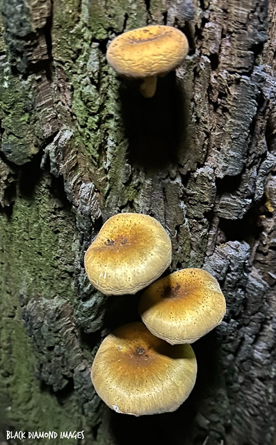 Omphalotus nidiformis Ghost Fungus