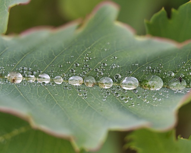 Dew drops @ UCSC Arboretum