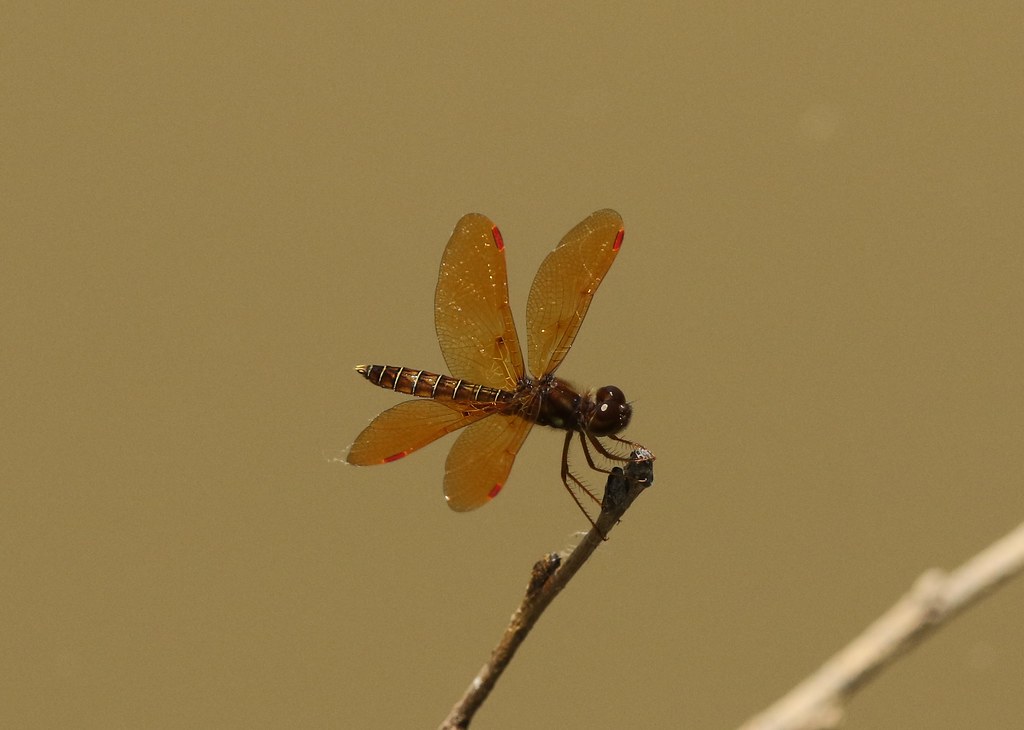 Eastern Amberwing (Perithemis tenera) Male