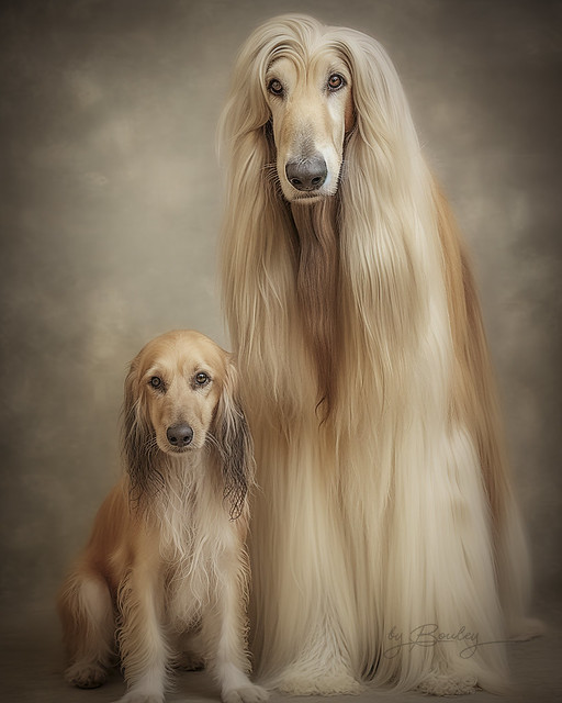 Afghan Hound and Pup