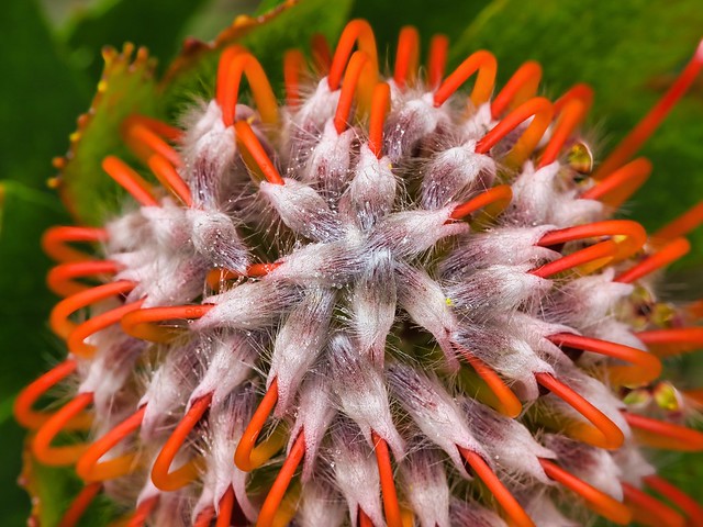 Pincushion close up @ UCSC Arboretum