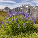 Sahale Arm Wildflowers North Cascades National Park