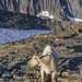 Mountain Goat at Sunrise, Sahale Glacier Camp, North Cascades National Park
