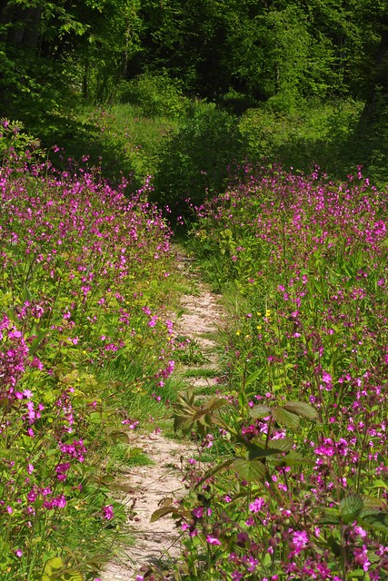 Red Campion, Spuckle Wood Stalisfield....