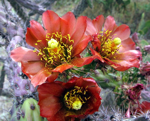 Cholla cactus blossoms